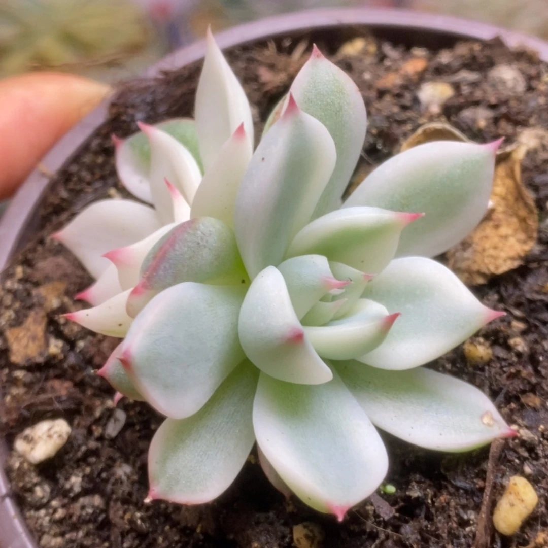 28锦锦锦锦锦锦锦锦锦