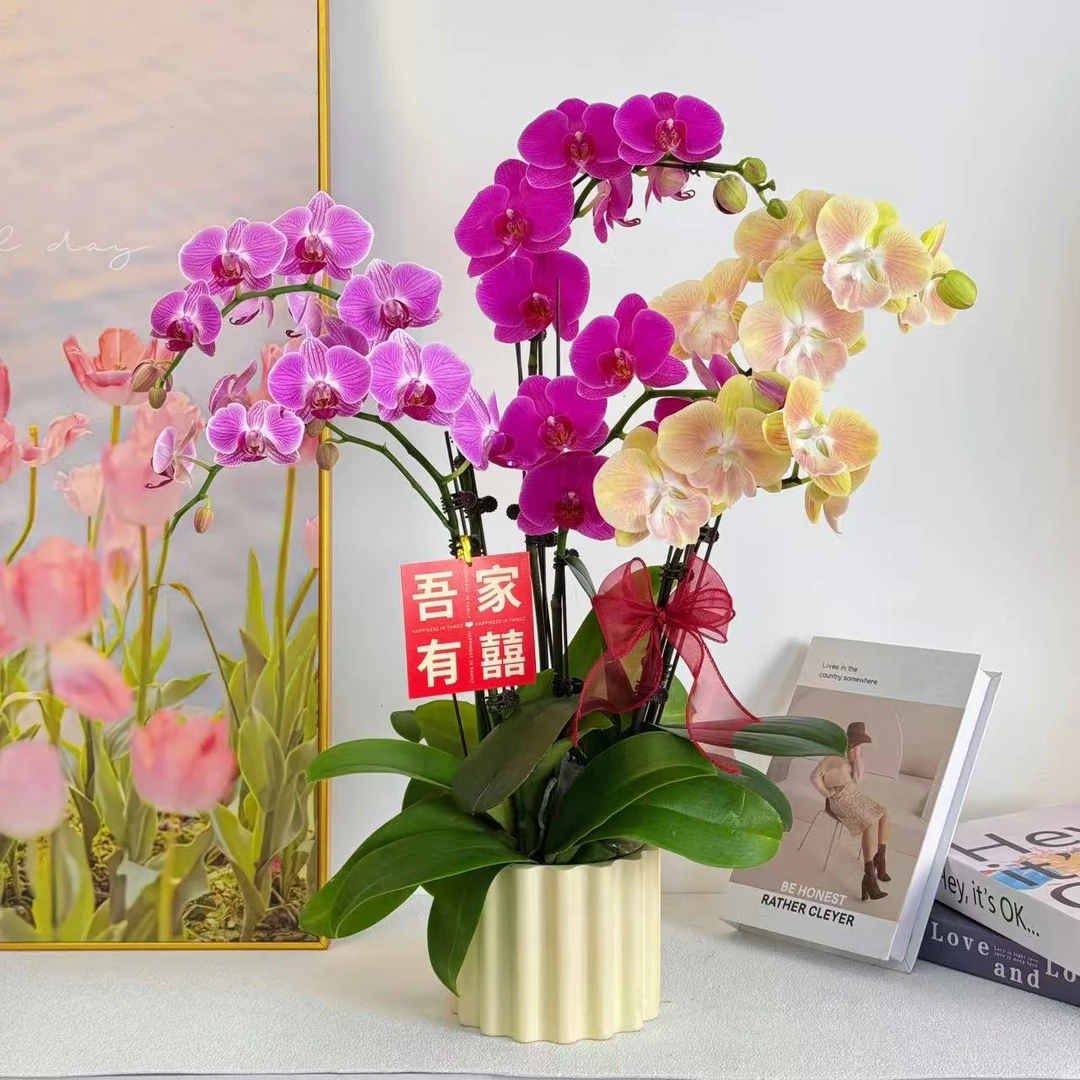 【全家福】 鲜花蝴蝶兰 艺术组盆 室内花卉 带花带花苞 组好盆发货