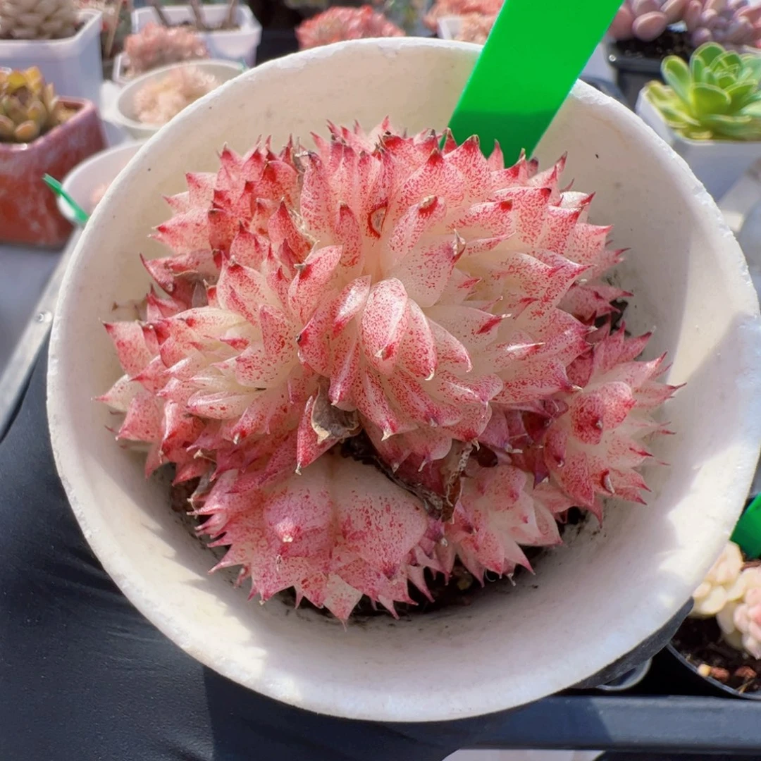 78 星宝精品多肉