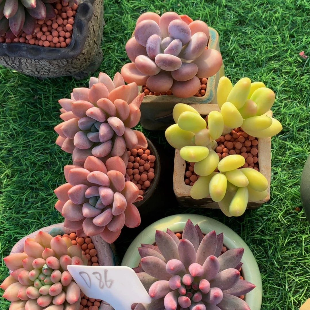 丹***多肉植物6263737373