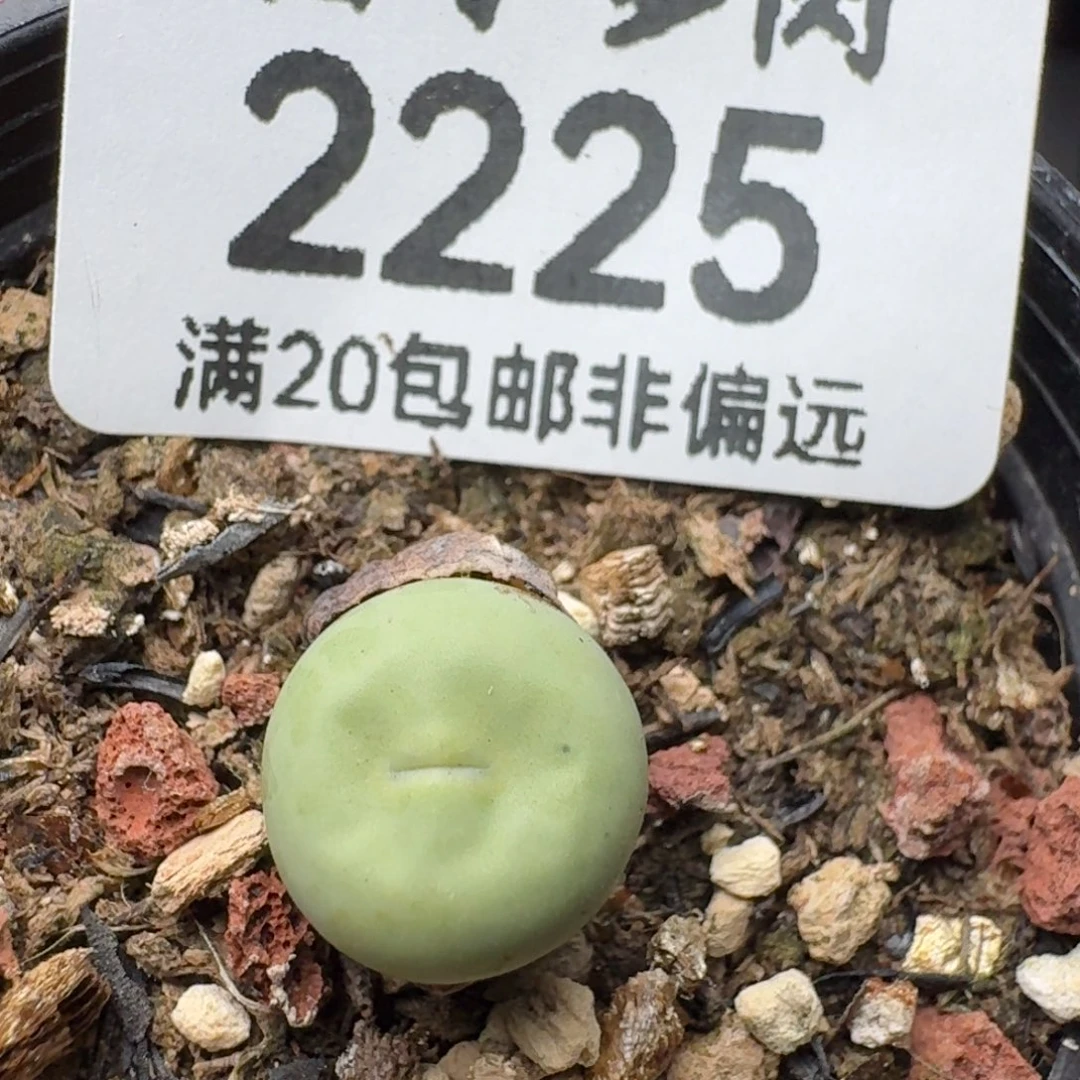 红嘴带盆土。