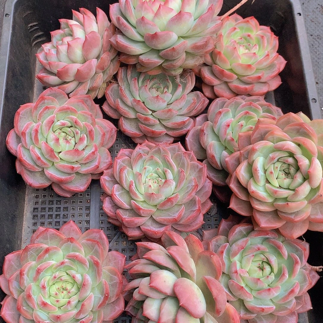 中号红鸾34678999000