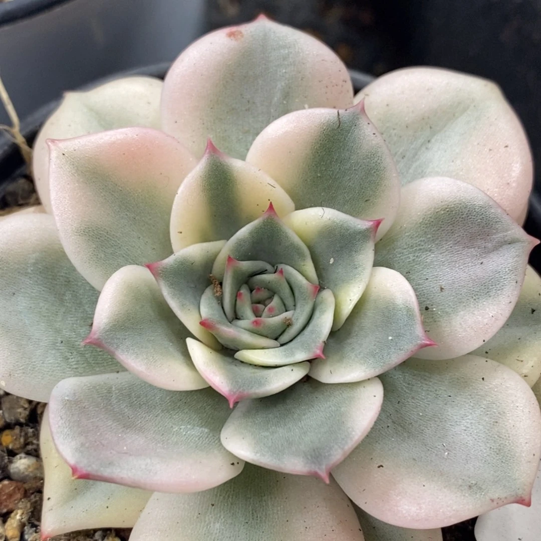 592粉艾莉锦单头头盖