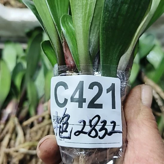 用***姐完全开放7777777777