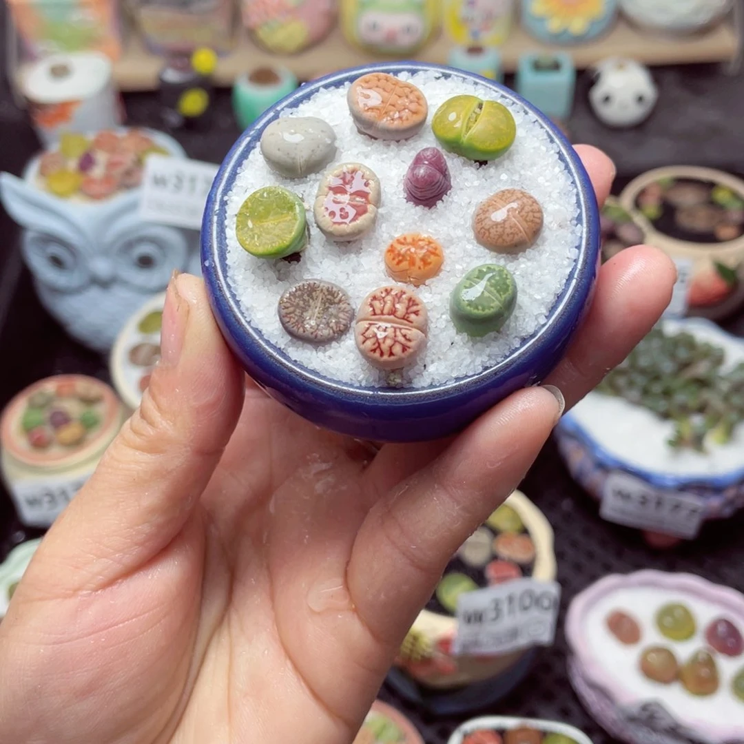 w3184 带盆土发货 -零下地区拍保温箱