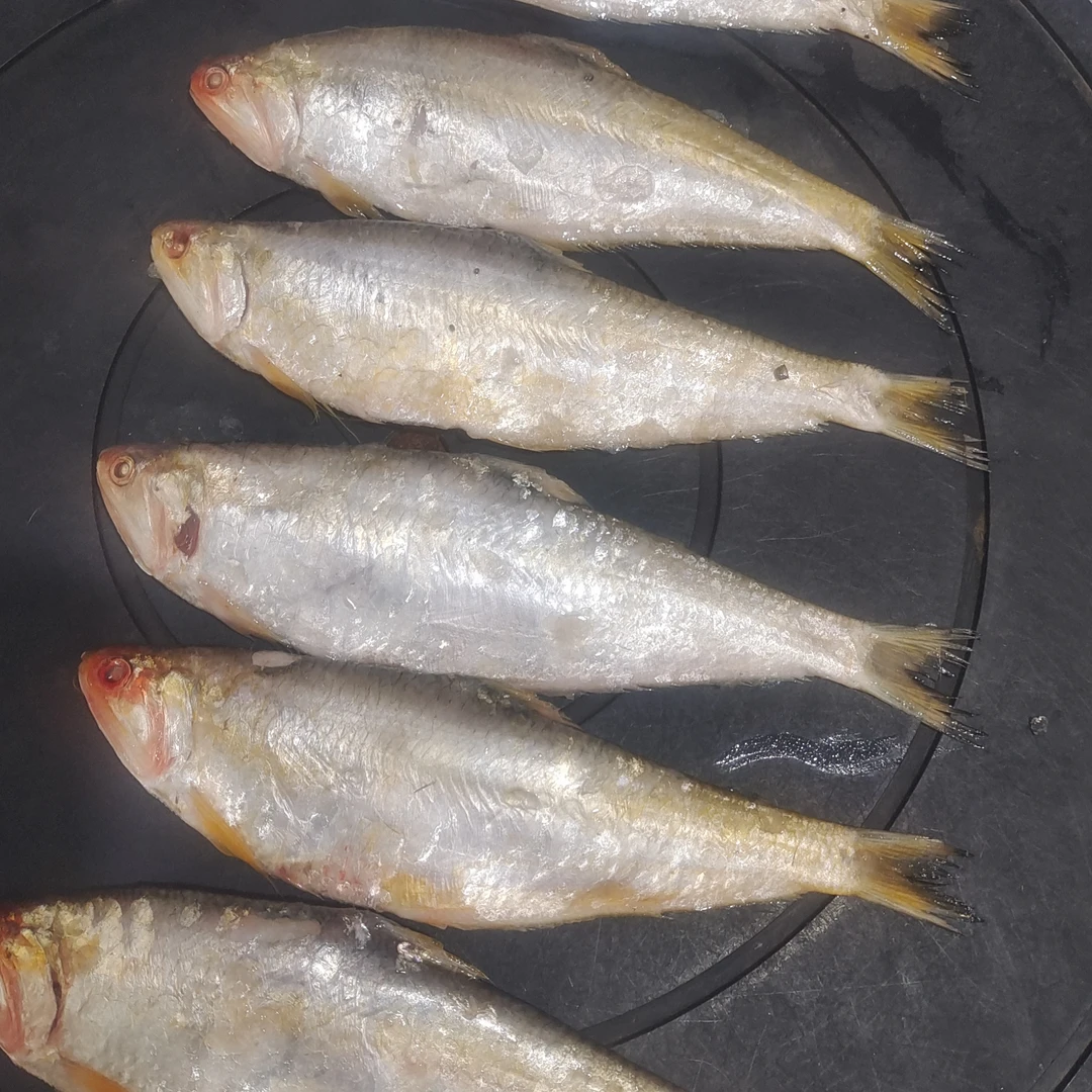 黄鲫鱼（马口鱼）   5斤连云港发货