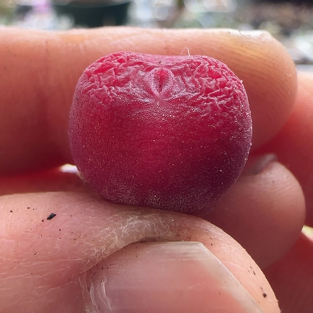 B***宝28包邮脱土发货26087