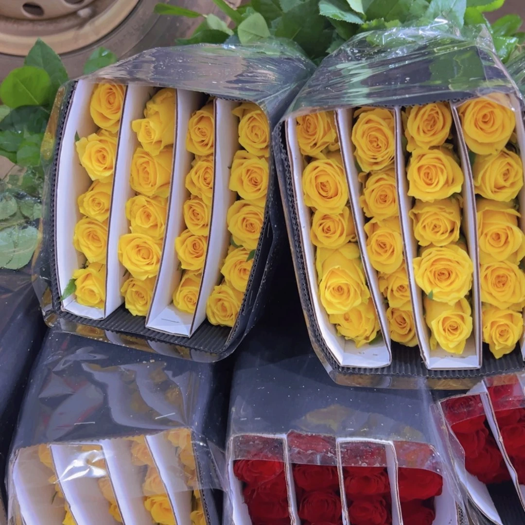 金枝5扎顺丰包邮秒杀价