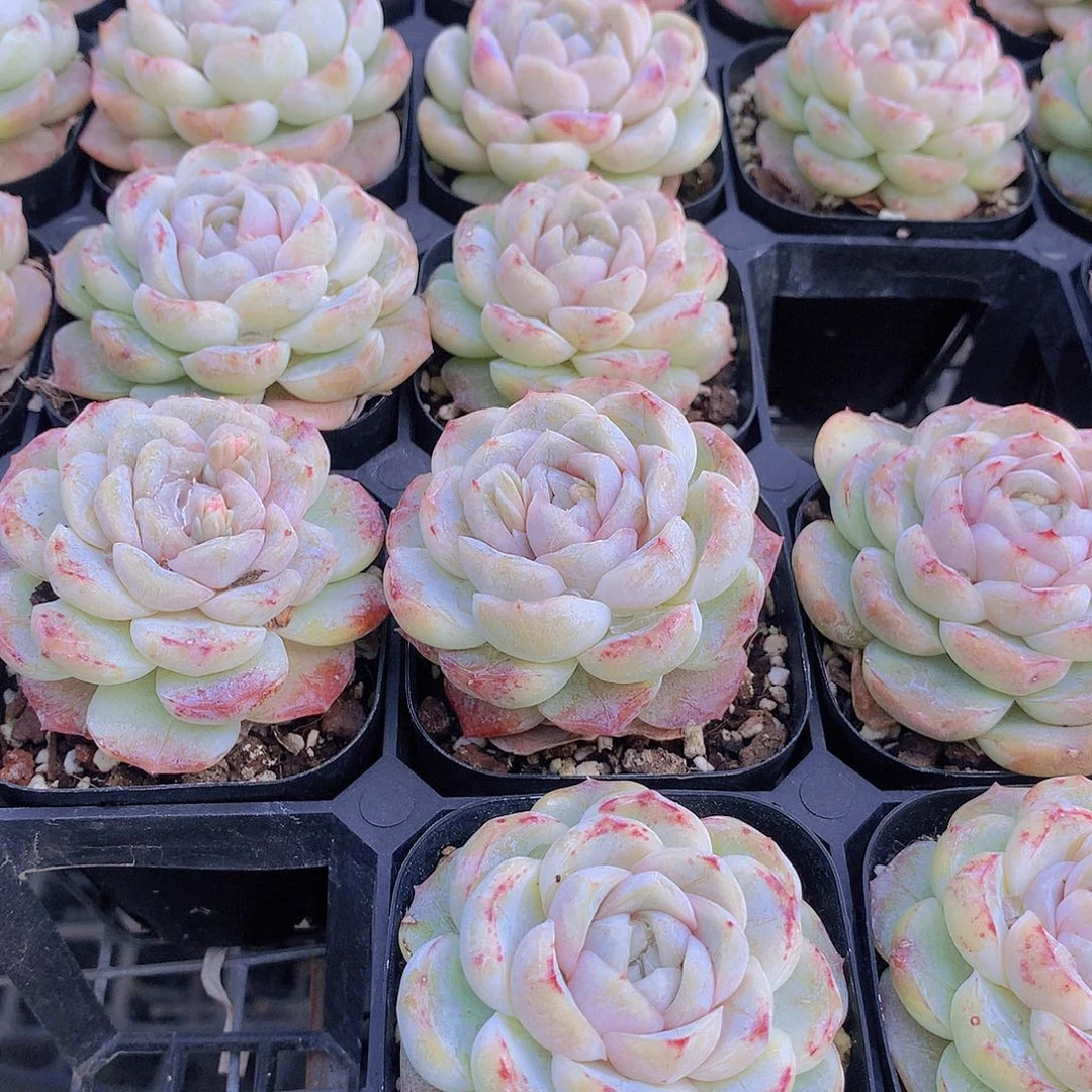 两颗玛奇朵24466788899900