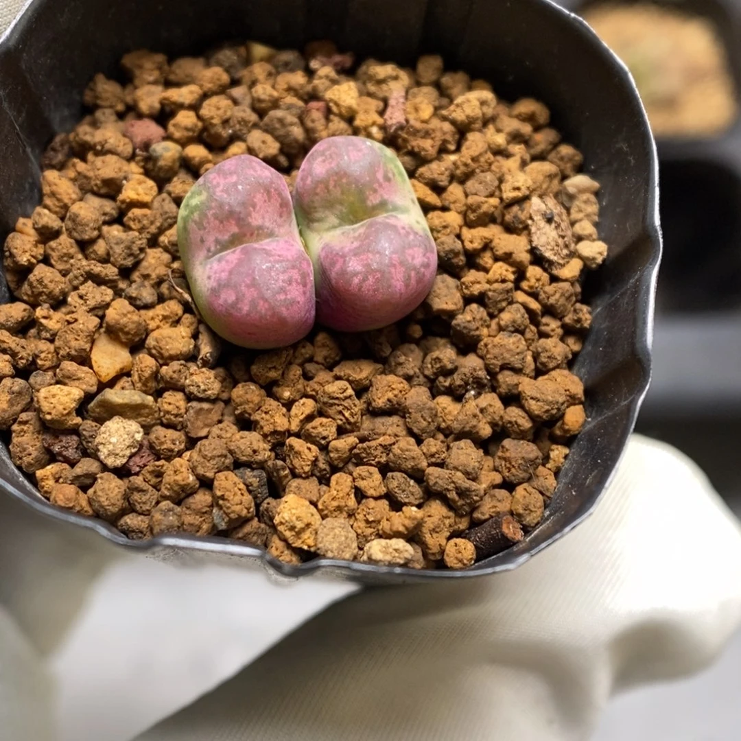多肉植物肉锥杂交K-3732