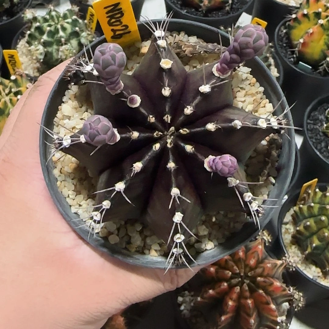 NR026泰国米哈黑寡妇