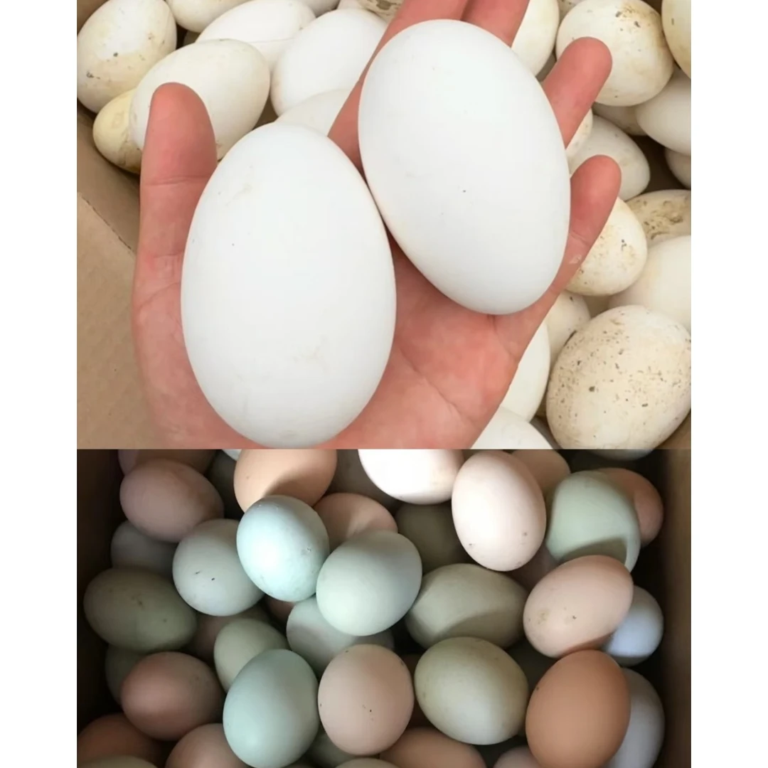 无抗无激素|鸡蛋/鹅蛋/鸭蛋