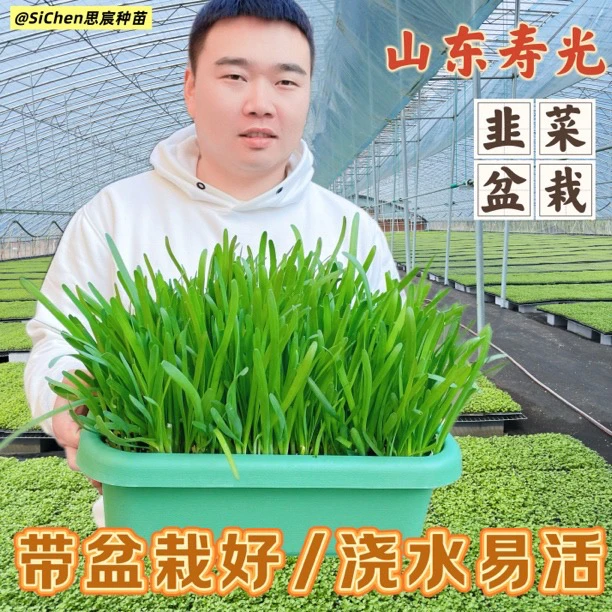 【山东寿光发货】韭菜盆栽带盆带土室内阳台种植套装懒人种植必备