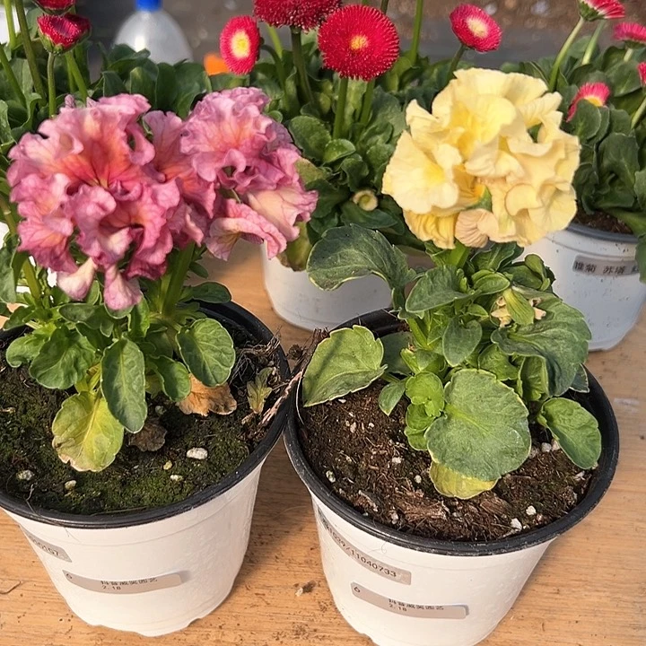 红陶抖音直播闪拍6