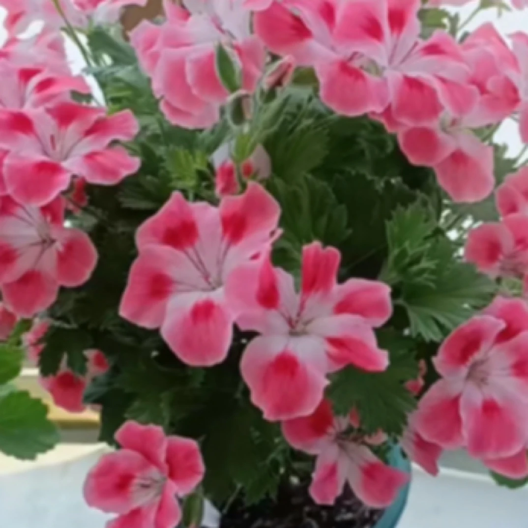 【糖果粉云】大花天竺葵蝴蝶梅