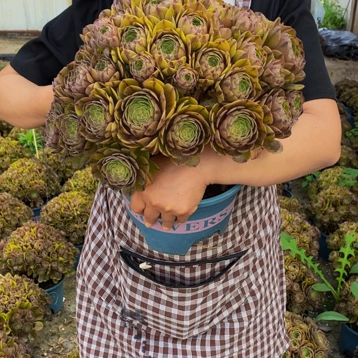 万拉丝一颗多肉植物