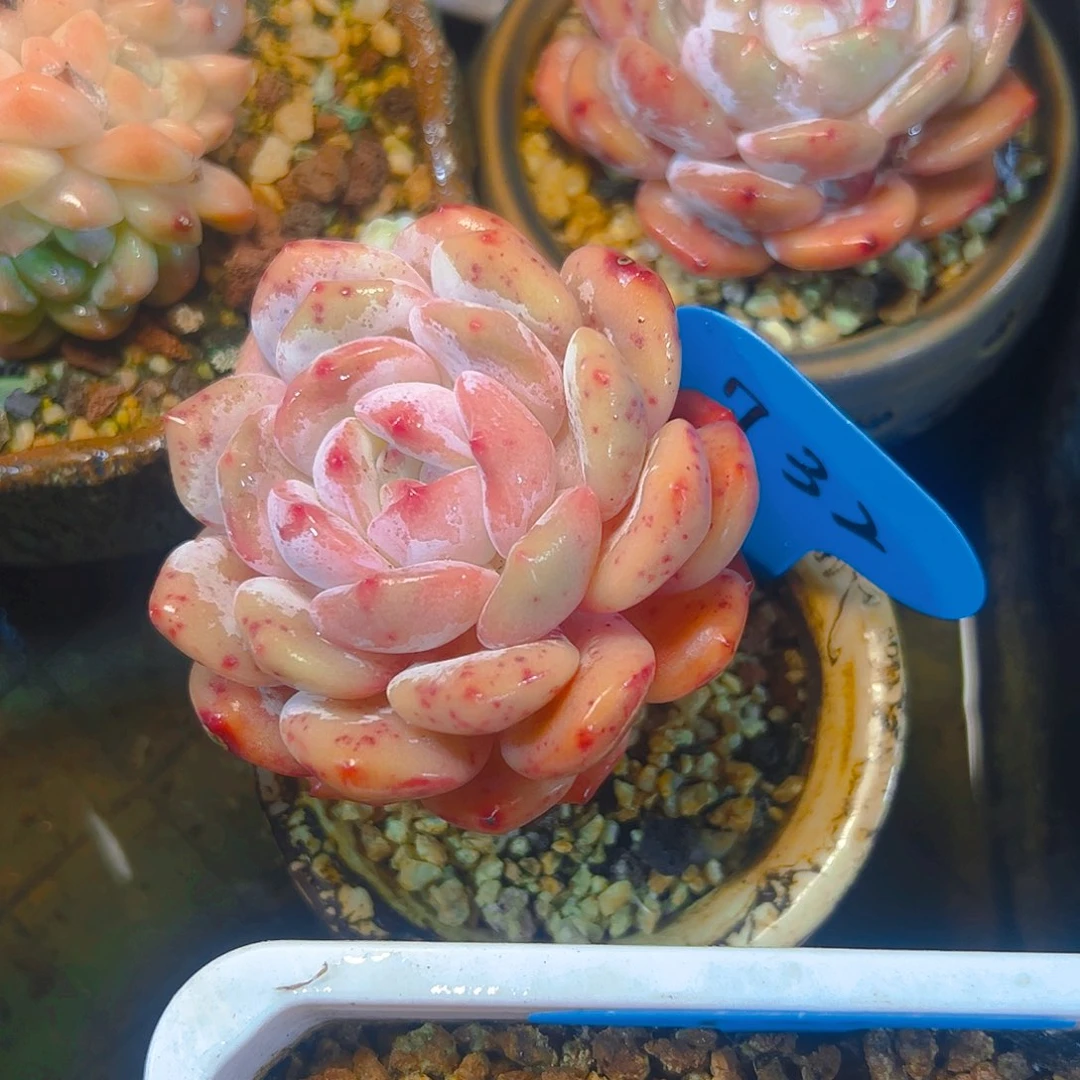 W****橙梦露732号一物一拍