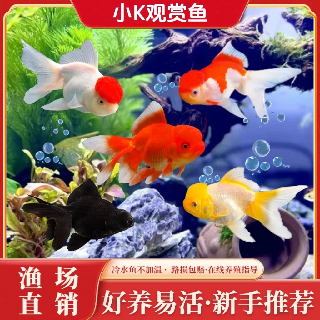 ［福利价］国粹金鱼 5+2 到手7条 冷链包邮 品种混搭 6-8