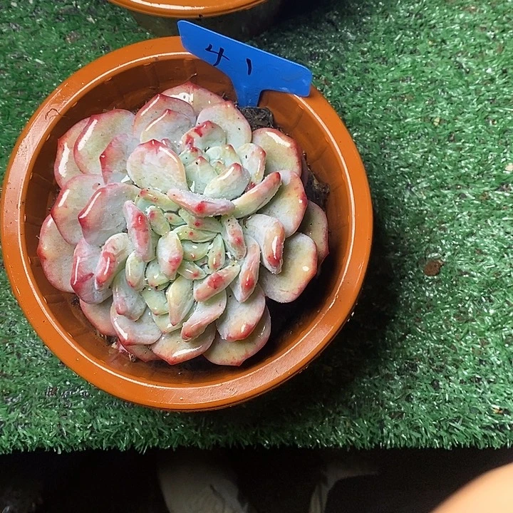 灼**华41//////////////