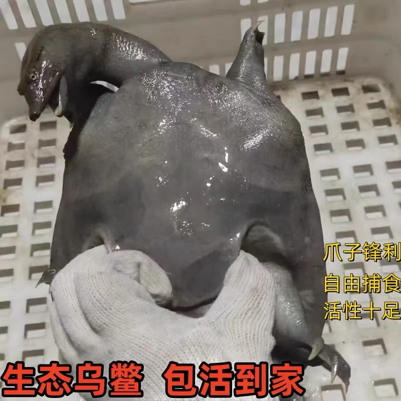外塘散养公黑乌鳖优质大黑甲鱼黑甲鱼团鱼老鳖包邮到家鲜活送达