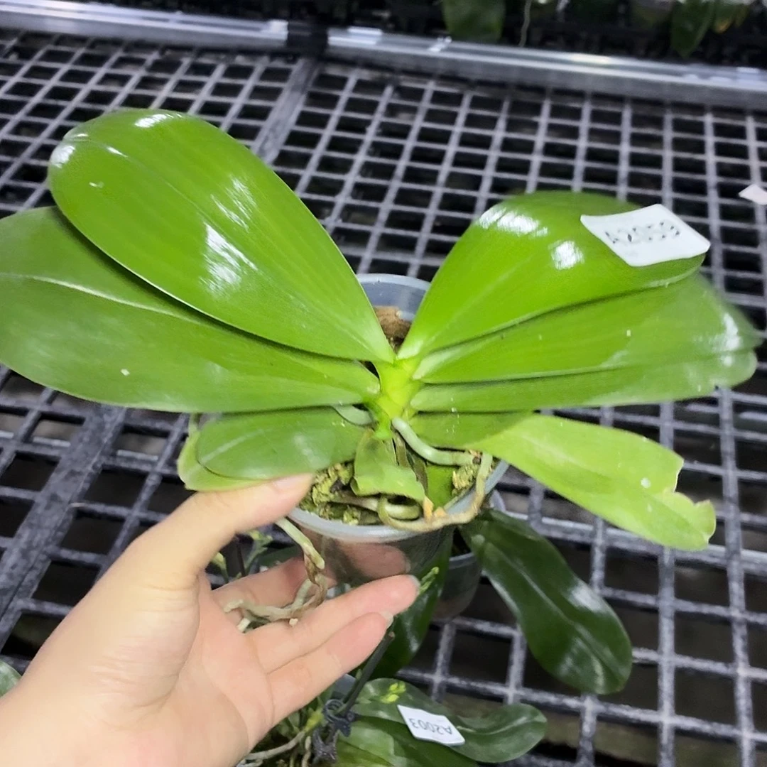当前无花朵，栽培后可花朵A2059绿老虎