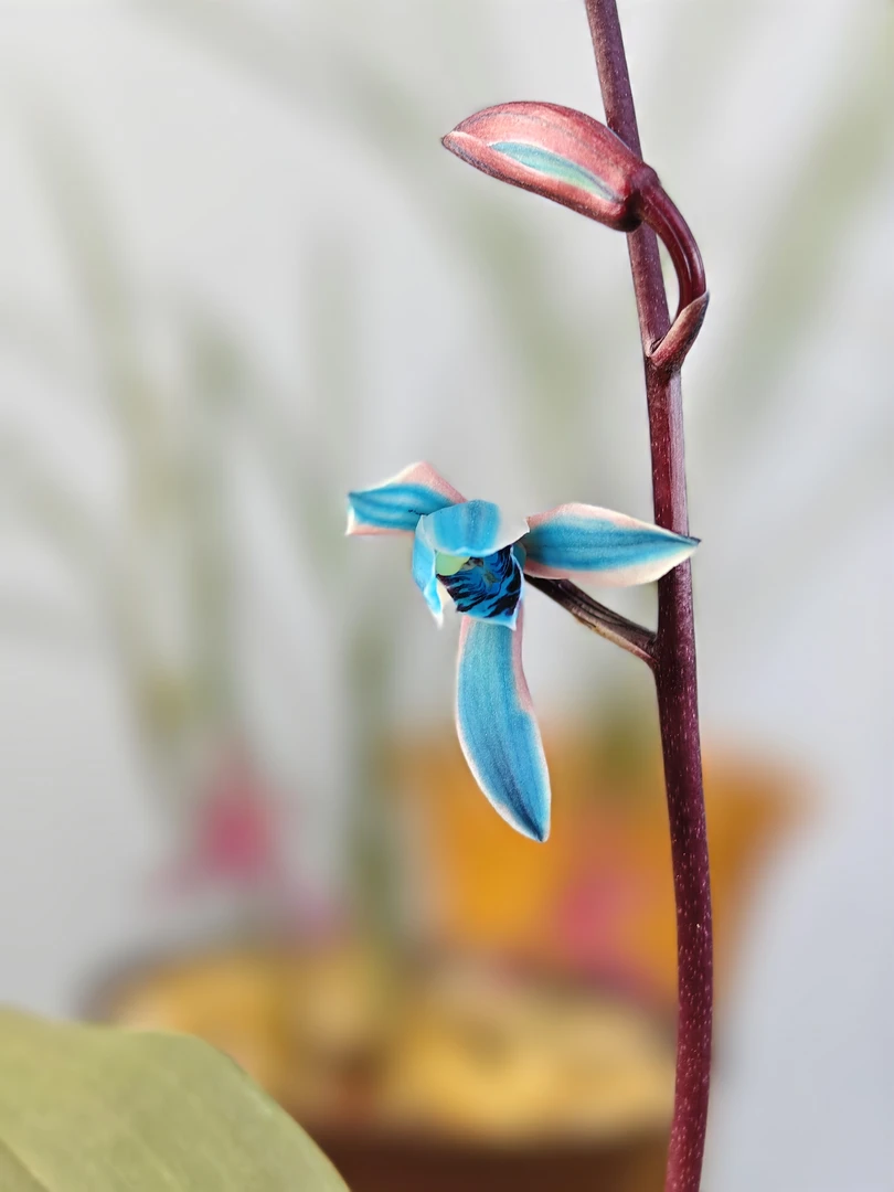 兔耳兰新品蓝花青瓷，兔耳兰两壮苗裸根发货