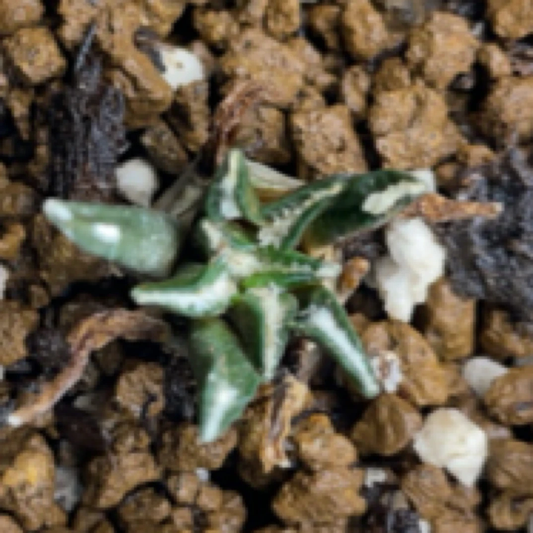 实生黑牡丹，叶展2.0cm起随机发货