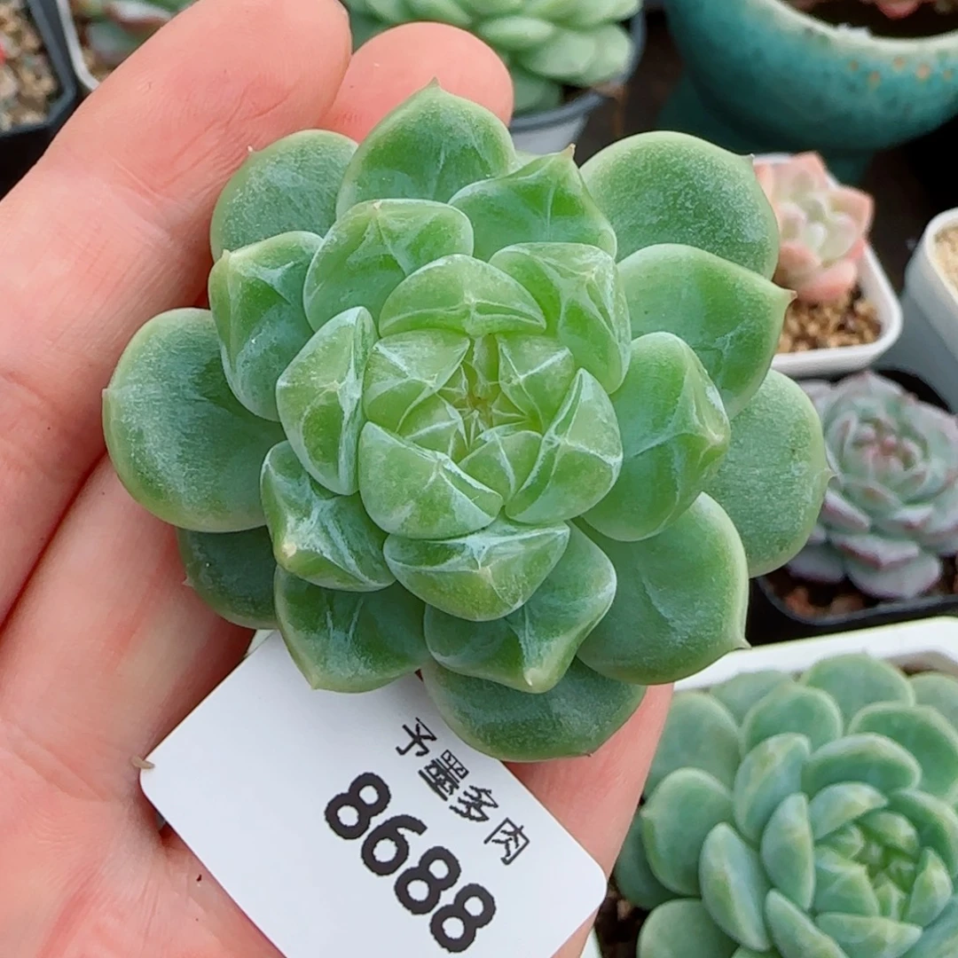 A****泼天富贵，8688多肉植物