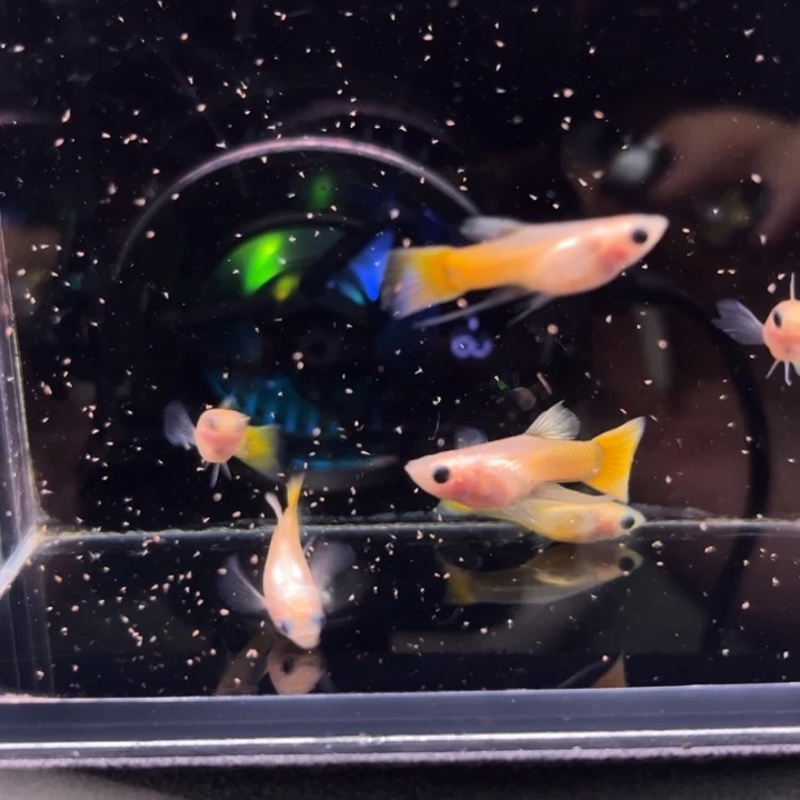 孔雀鱼清缸玻璃猫6条