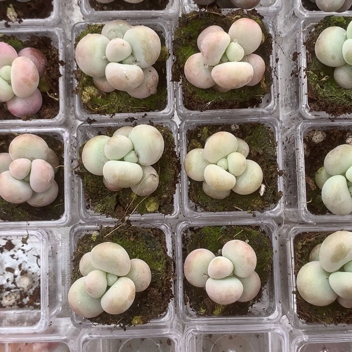 蛋黄14颗。包邮。多肉