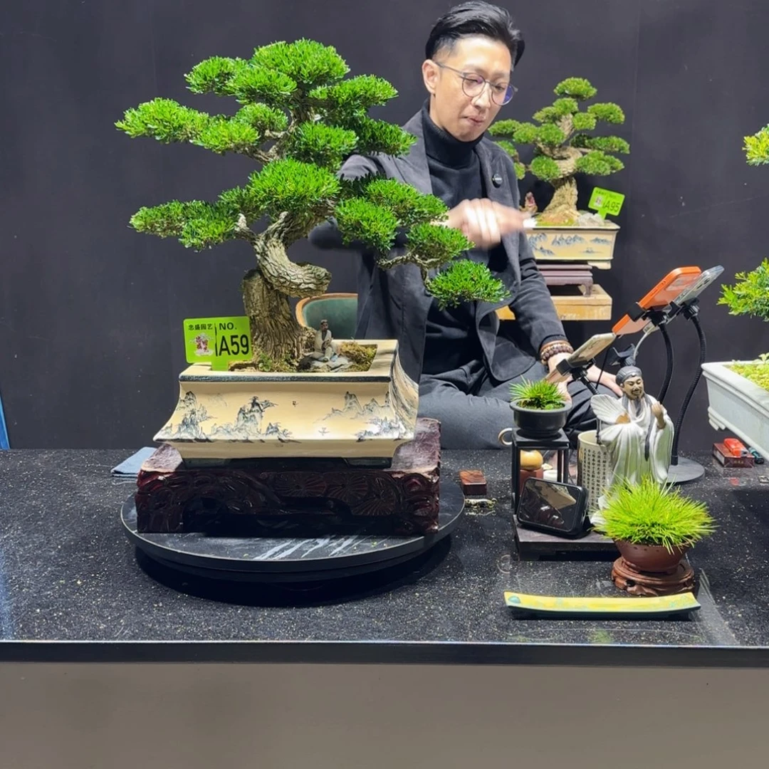 淡***…无花朵黄杨室内室外盆景艺术