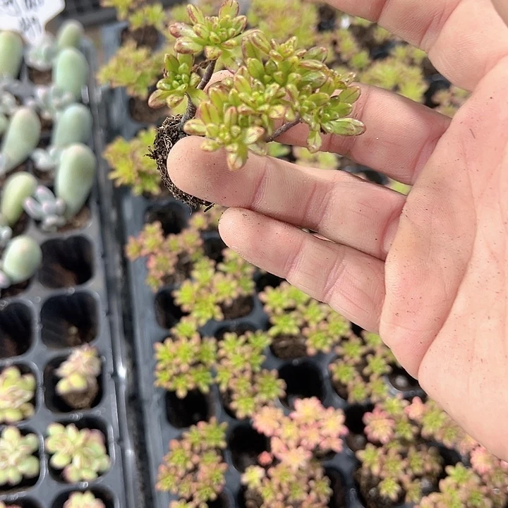 小人祭 满10颗包邮