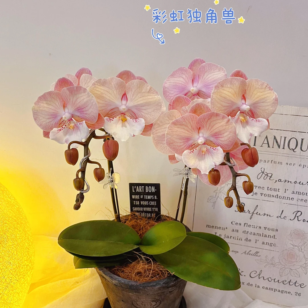 带花带花苞发货的[彩虹独角兽]蝴蝶兰颜色精致好养