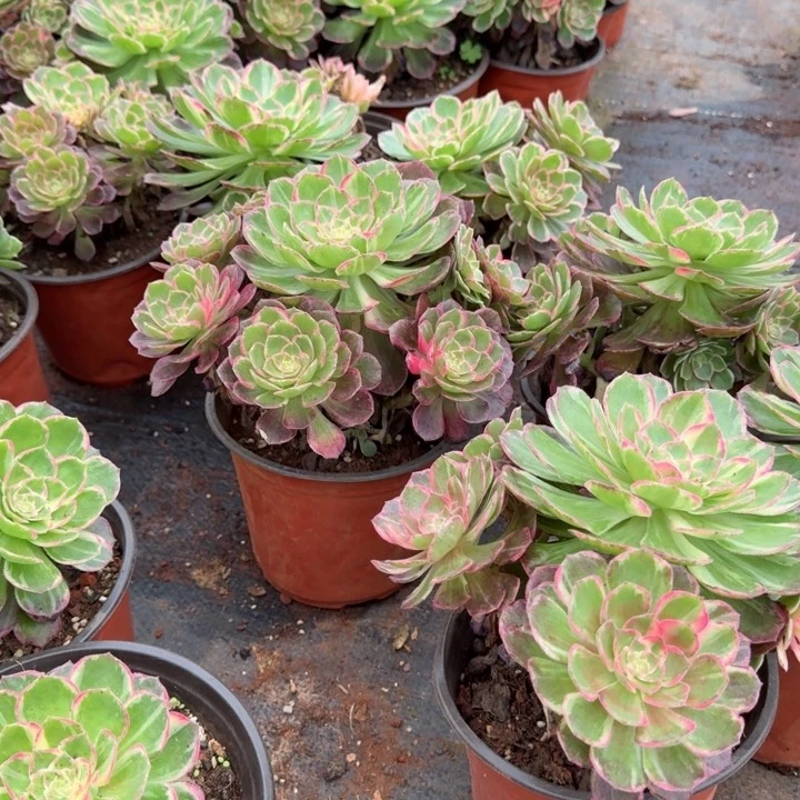 万花筒5.5元啊啊啊啊