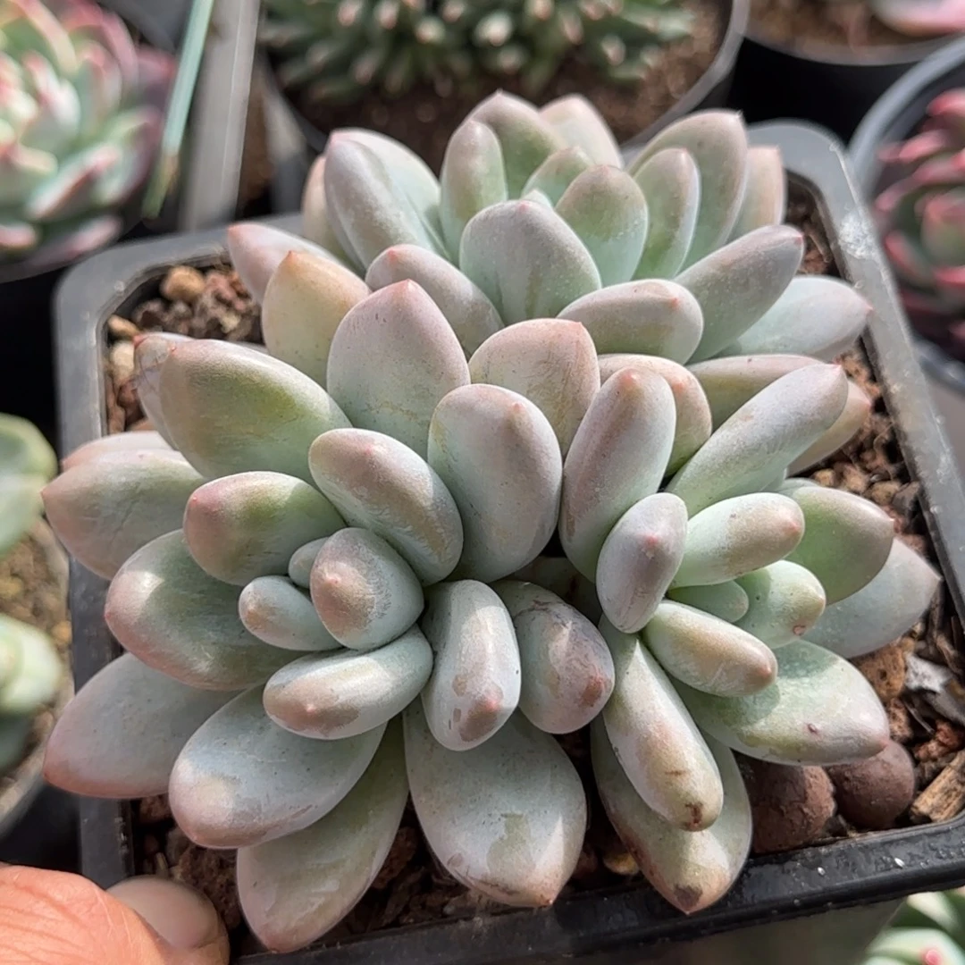 香水一物一拍包装收缩花旱