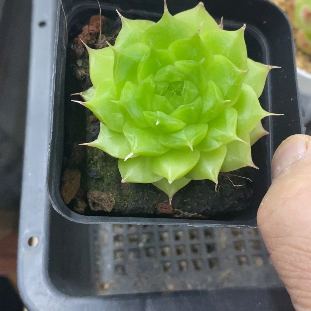 精品多肉一物一拍不包整176