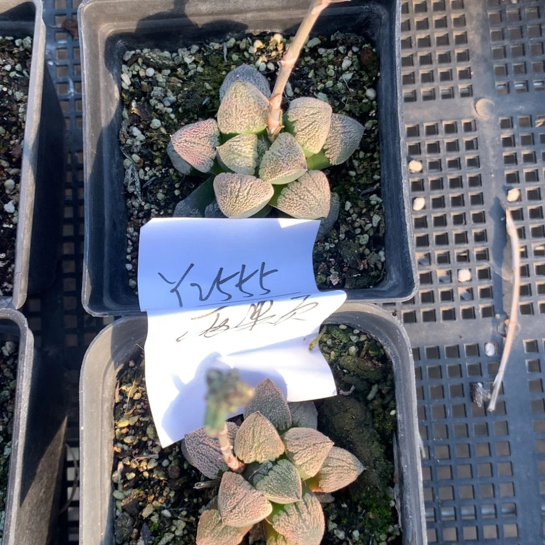 2555。 雪之星两颗福利。