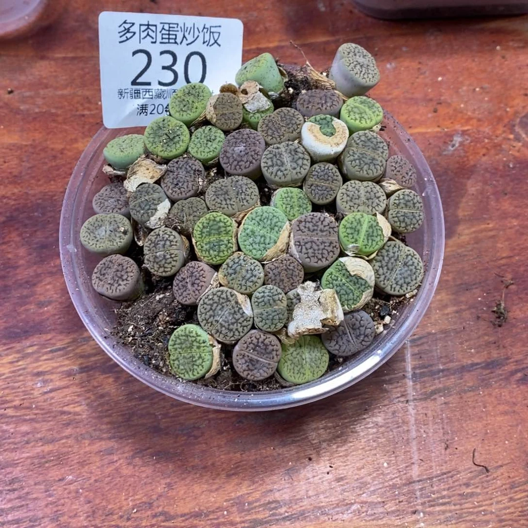 多肉蛋炒饭，感谢您相伴230