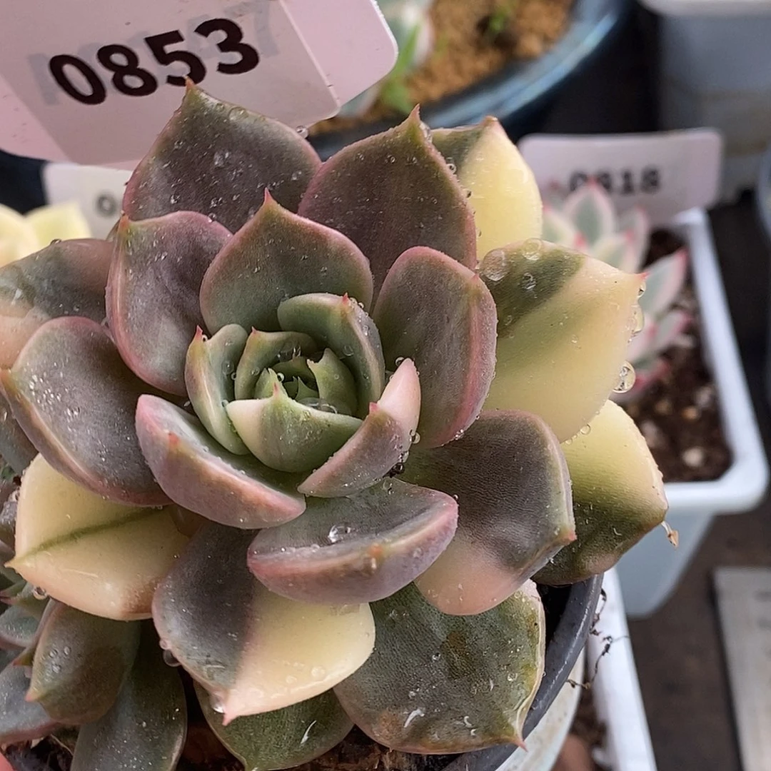 853花脸湖哈哈哈哈哈