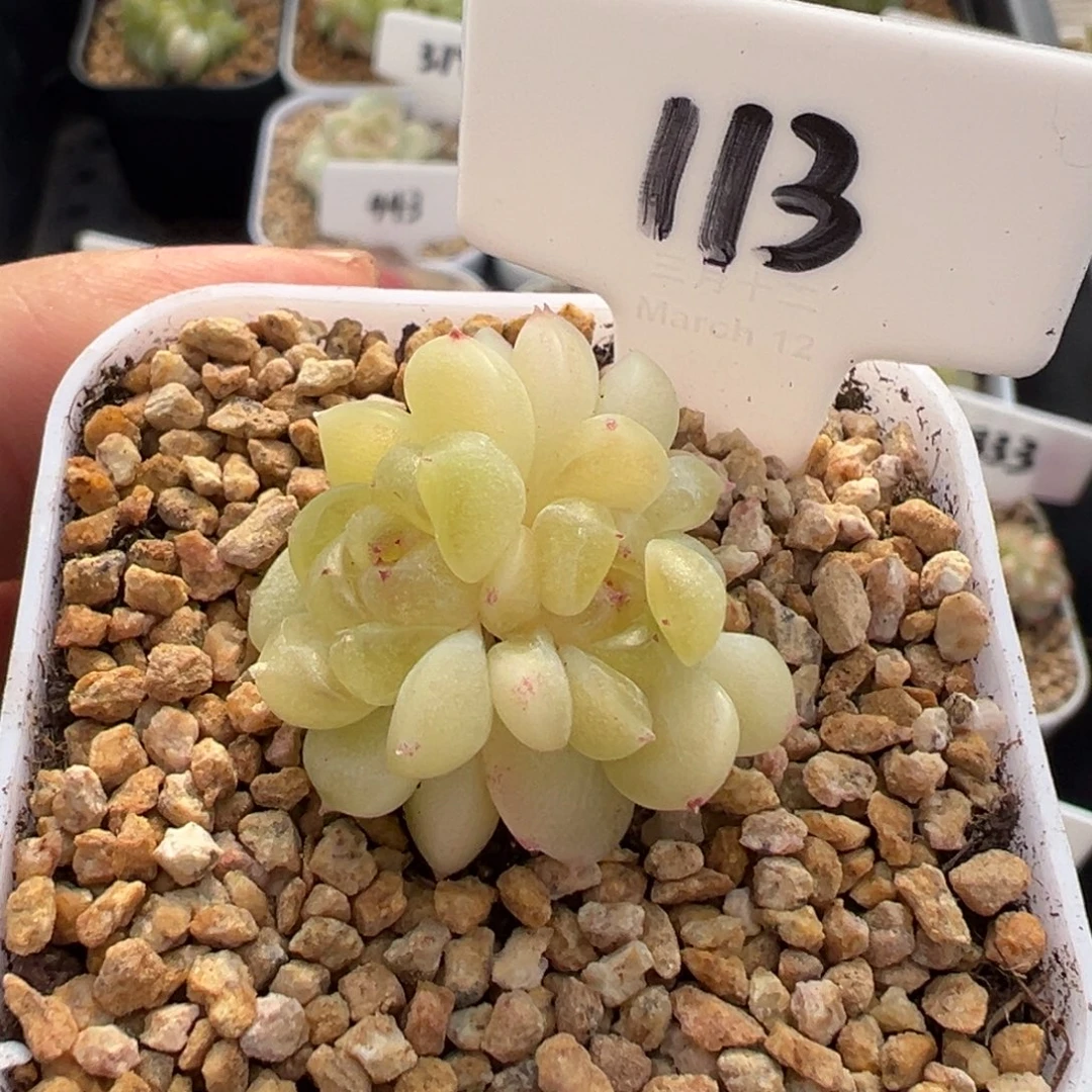 113号财富密码现金