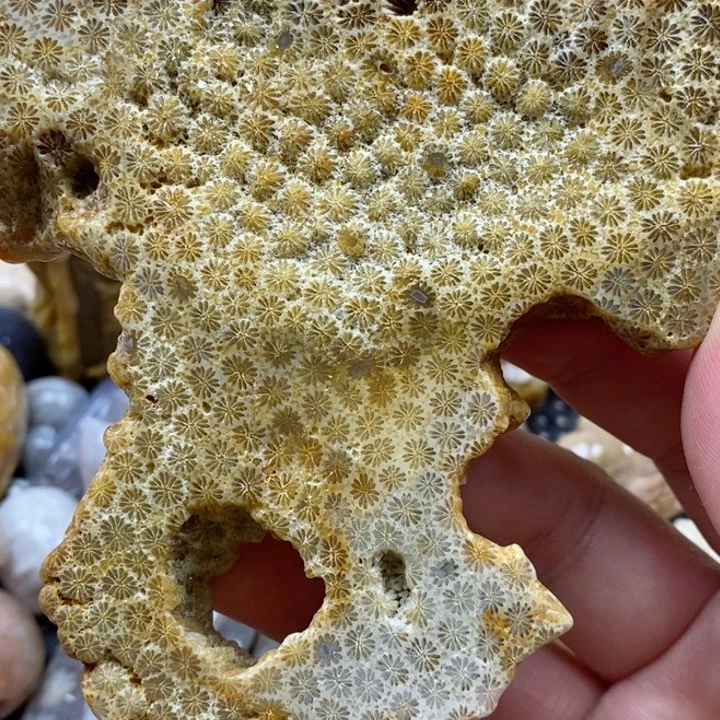 颈饰未镶嵌硅化珊瑚（珊瑚玉）