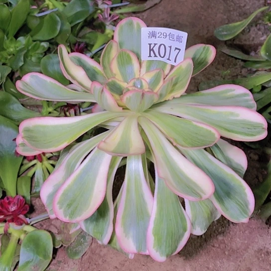 017艳姿多肉植物