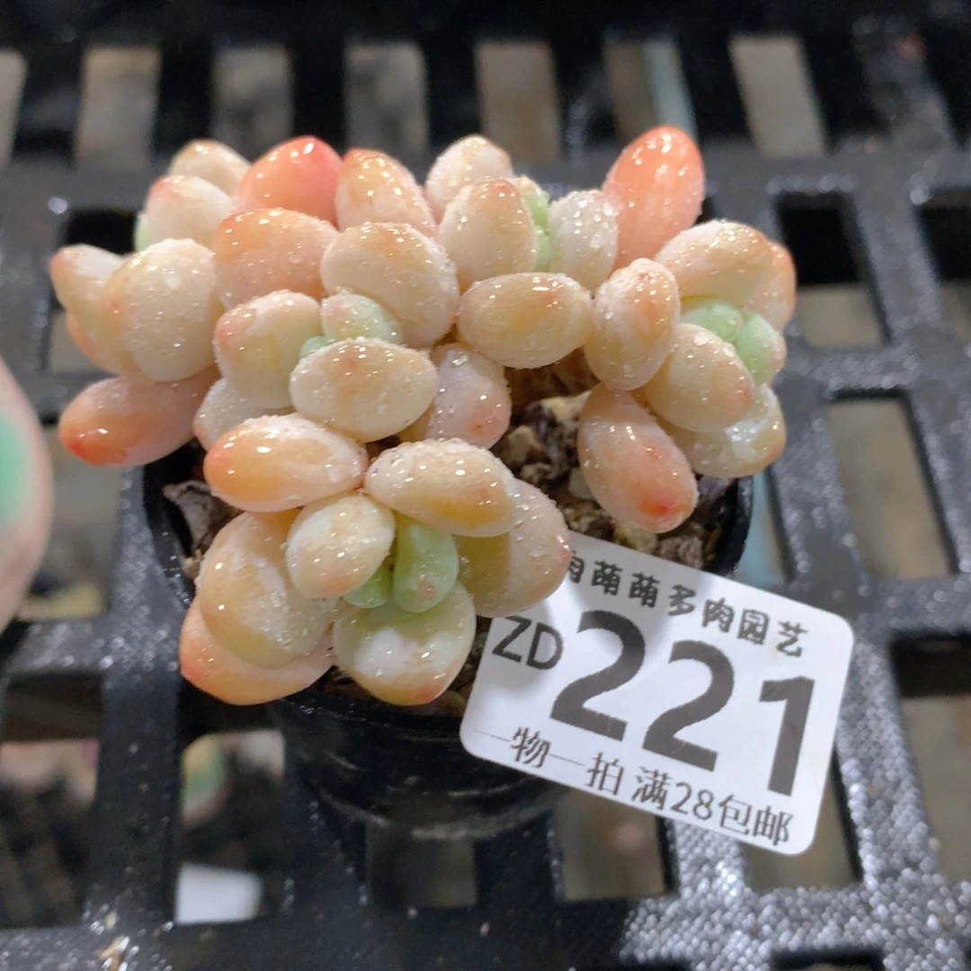 肉萌萌拇指盆精控多肉ZD221