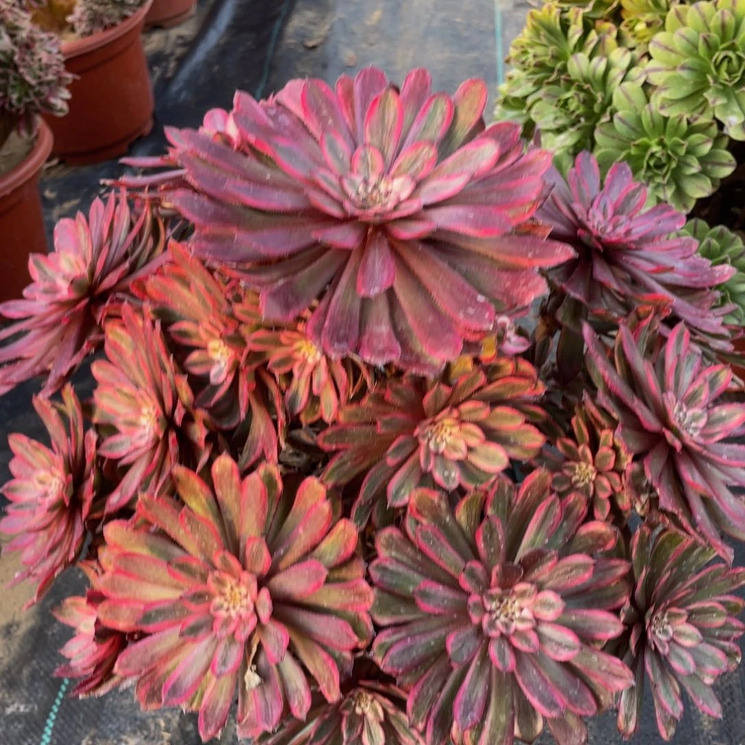 661紫霞仙子大大捧花精品法师多肉