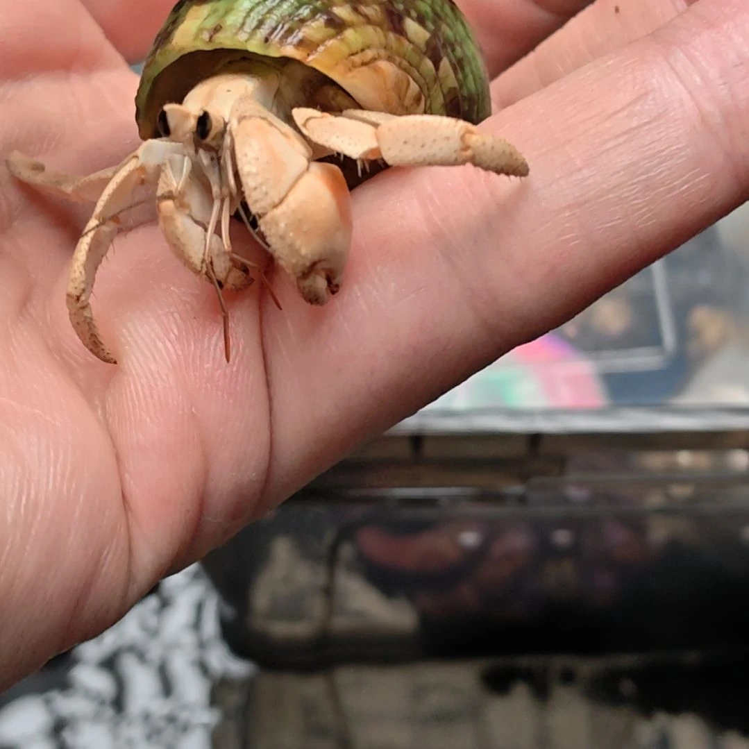 紫陆奶茶色不退不换