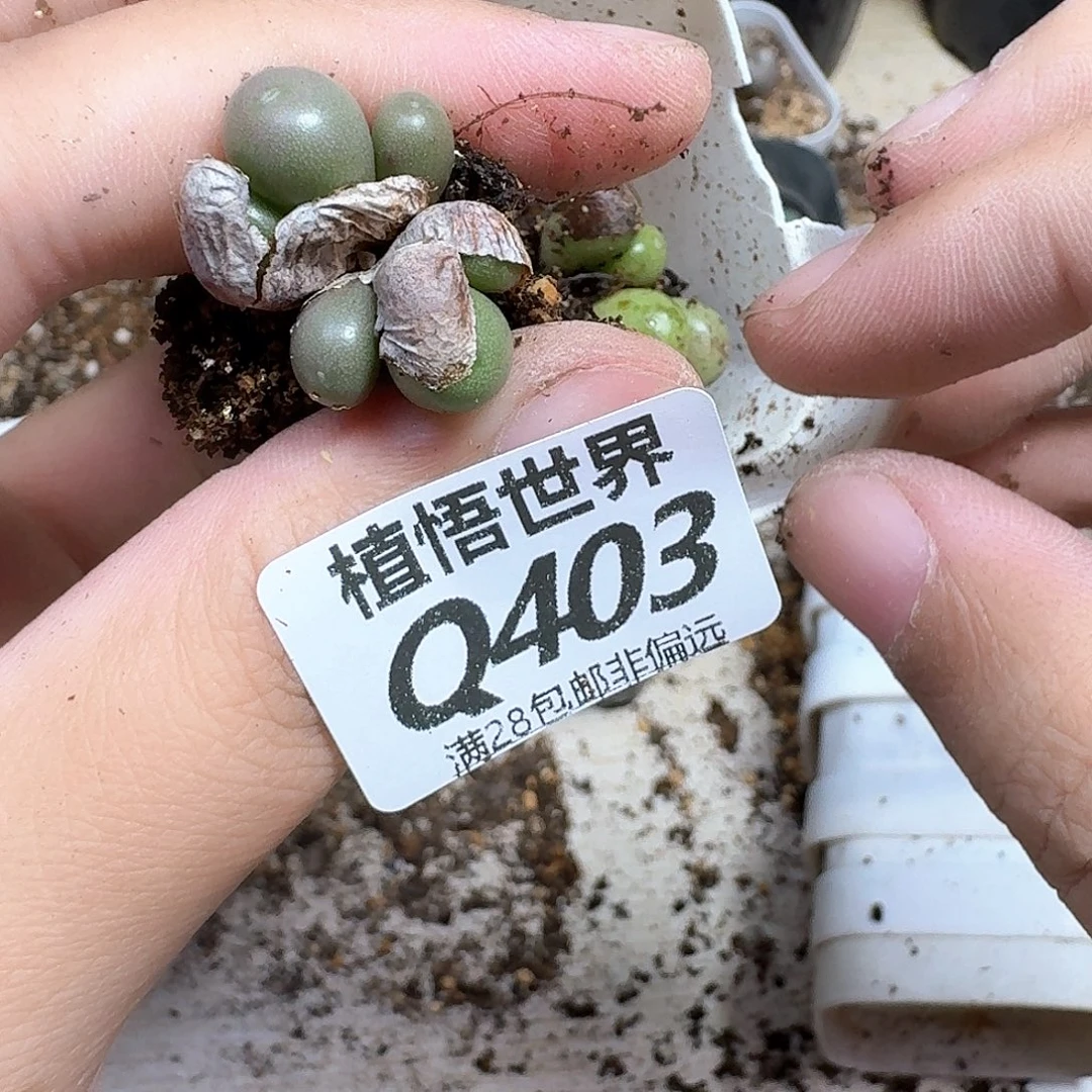 多肉植物的润泽吃