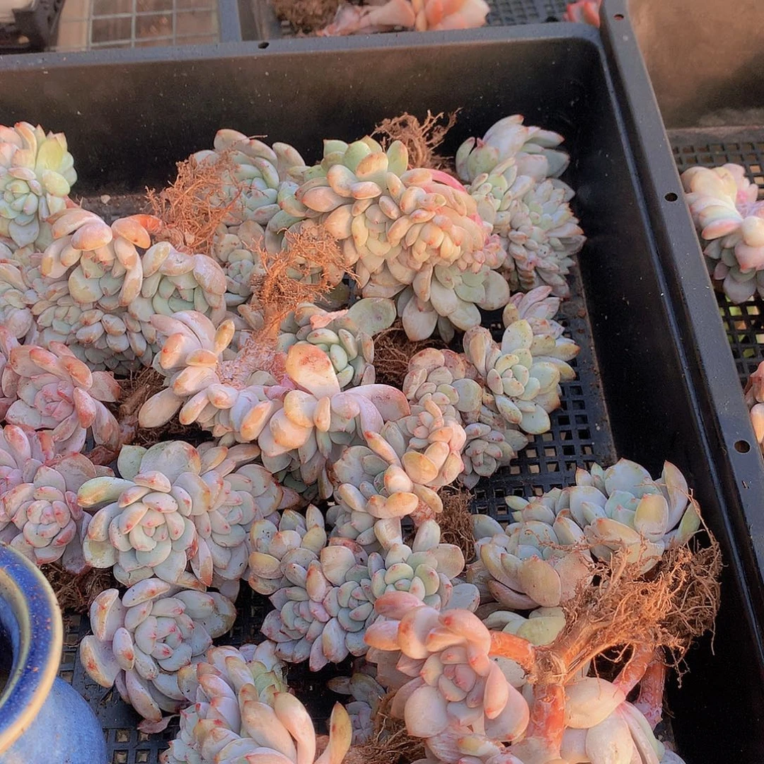 石榴籽朵缀化45667889999