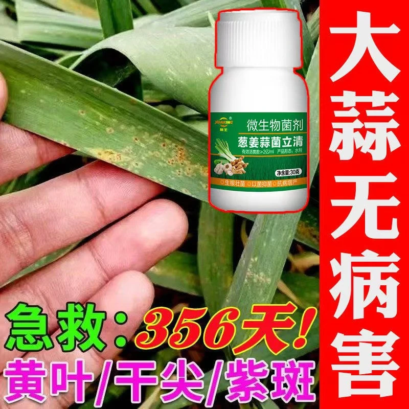 大蒜微生物肥料黄叶干尖锈根腐叶枯紫斑软腐微生物肥料
