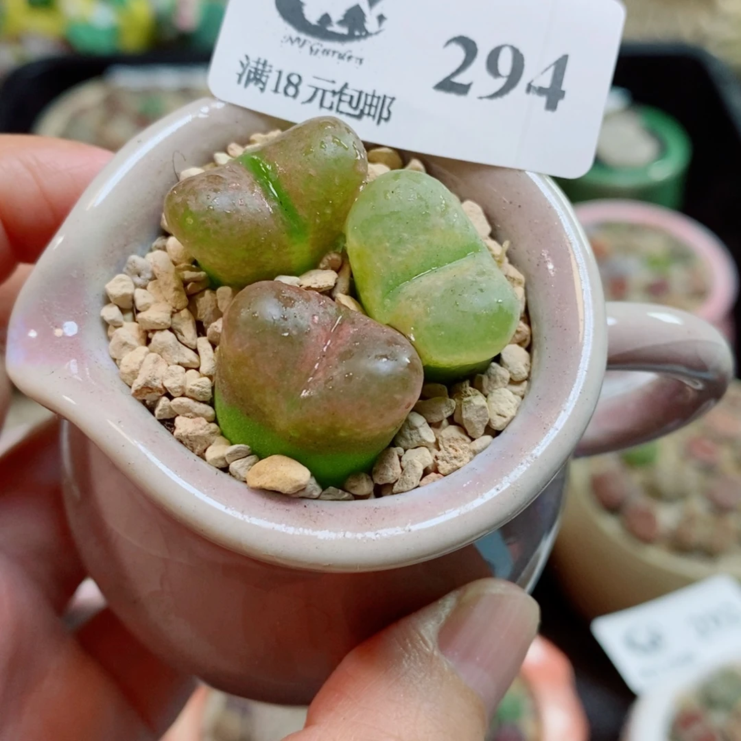 生石花花花花开了294