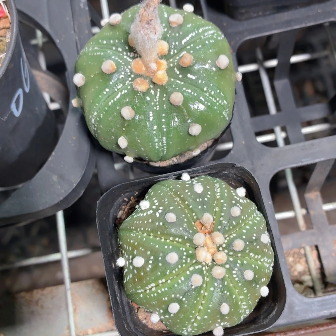星兜多肉9.9包邮发货